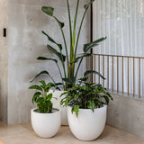 Three smooth white rounded tub planters holding green tropical plants, arranged indoors on beige tile near a textured gray wall and window with metal railing