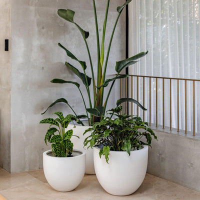 Tub Planter by The Balcony Garden US