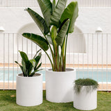 Three white cylindrical planters of varying sizes with green plants: a smaller plant with broad leaves, a taller plant with large banana-like leaves, and a low grassy plant, set on grass with a cream wall and pool in background.