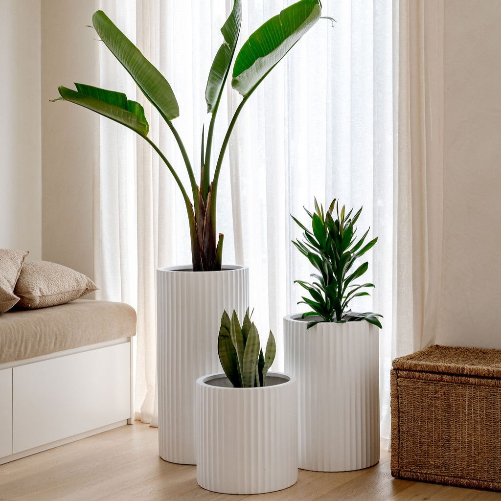 Ribbed Loob White planter displayed with a nearby succulent on a balcony