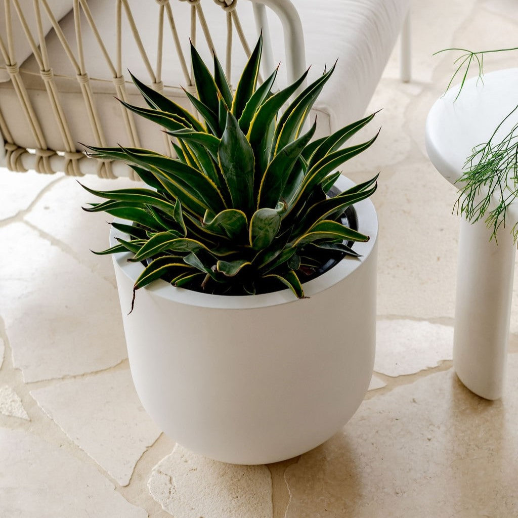 Straight Up Planter by The Balcony Garden US