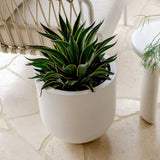 Green agave plant with yellow-edged leaves in a smooth, white cylindrical planter on a tiled floor, next to a woven white chair and a round white table.