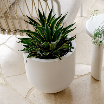 Straight Up Planter by The Balcony Garden US
