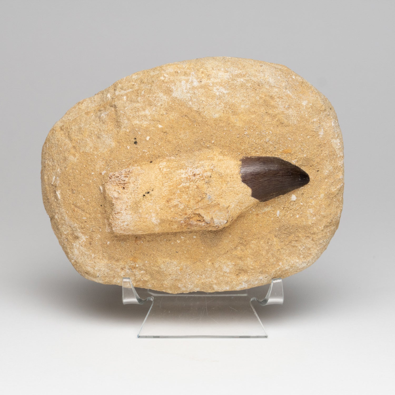 Genuine Mosasaur Dinosaur Tooth and Root fossil specimen on matrix