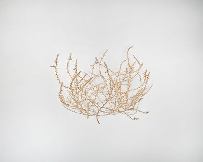Large Country Tumbleweed by DriedDecor - product image 3 for Resin Society