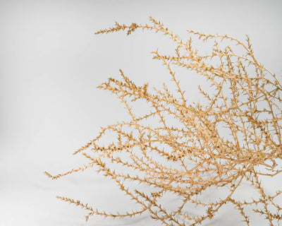 Large Country Tumbleweed by DriedDecor - product image 2 for Resin Society