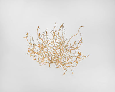 Large Country Tumbleweed by DriedDecor - main product image for Resin Society