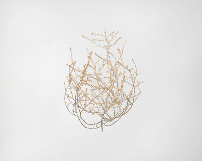 Baby Tumbleweed by DriedDecor - product image 6 for Resin Society