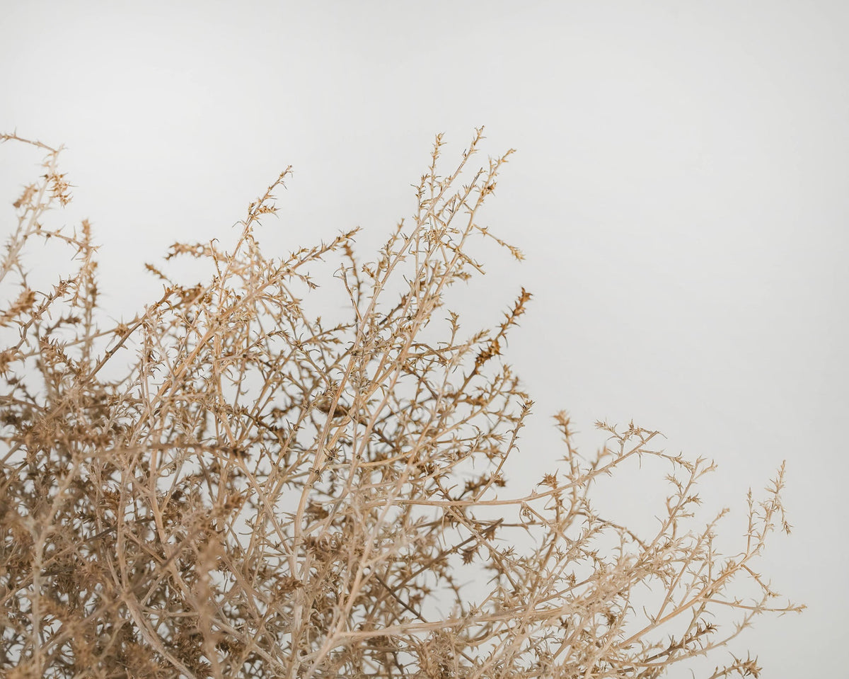 Gigantic Country Tumbleweed by DriedDecor - product image 3 for Resin Society