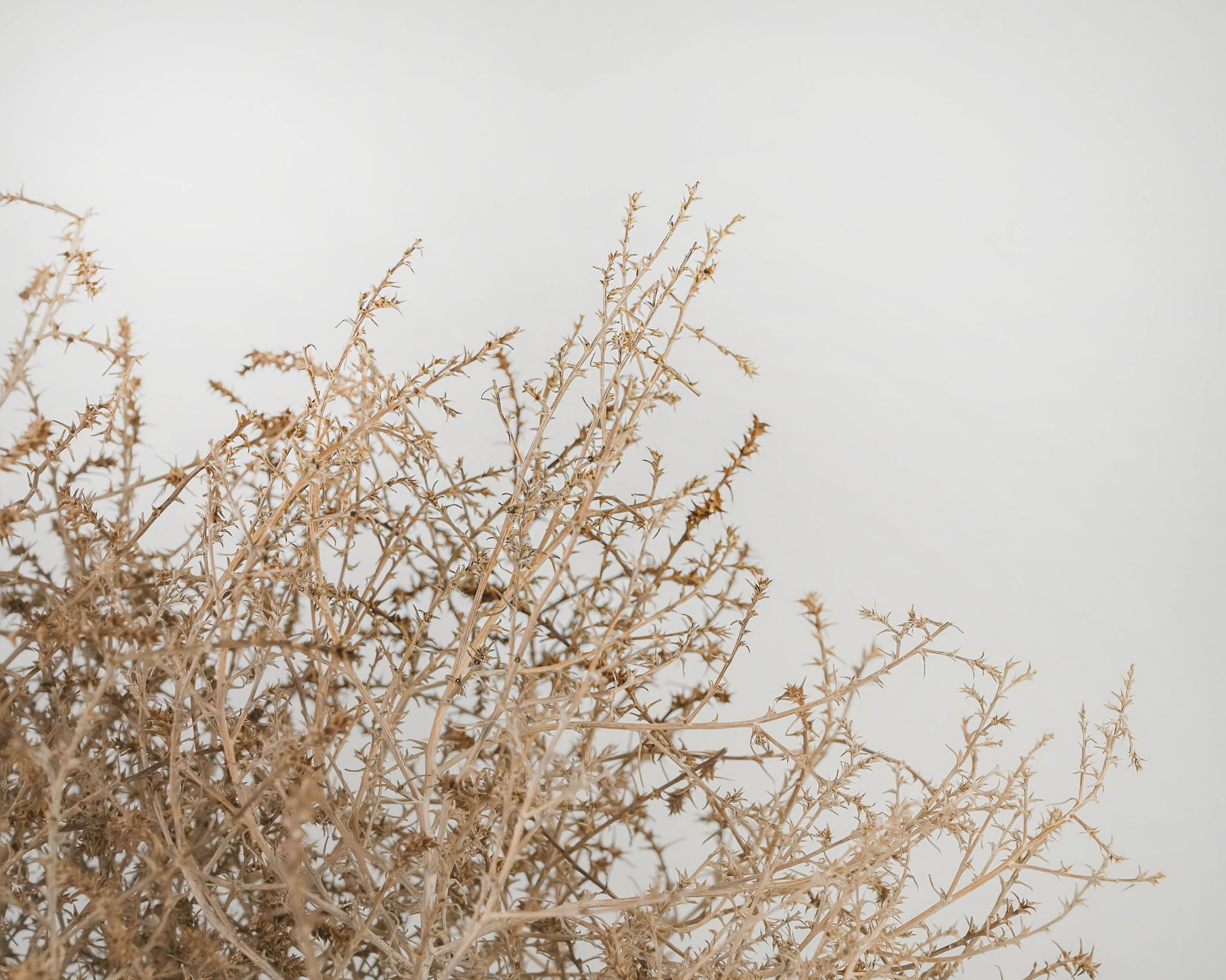 Gigantic Country Tumbleweed by DriedDecor - product image 3 for Resin Society