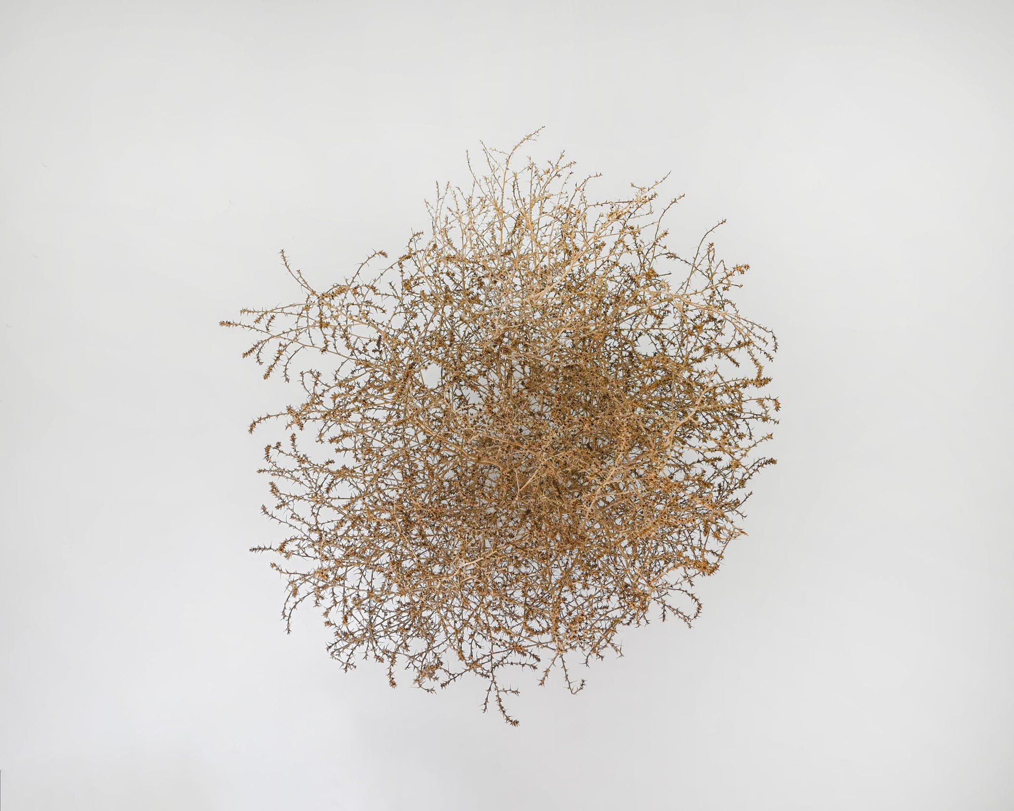 Gigantic Country Tumbleweed by DriedDecor - product image 2 for Resin Society