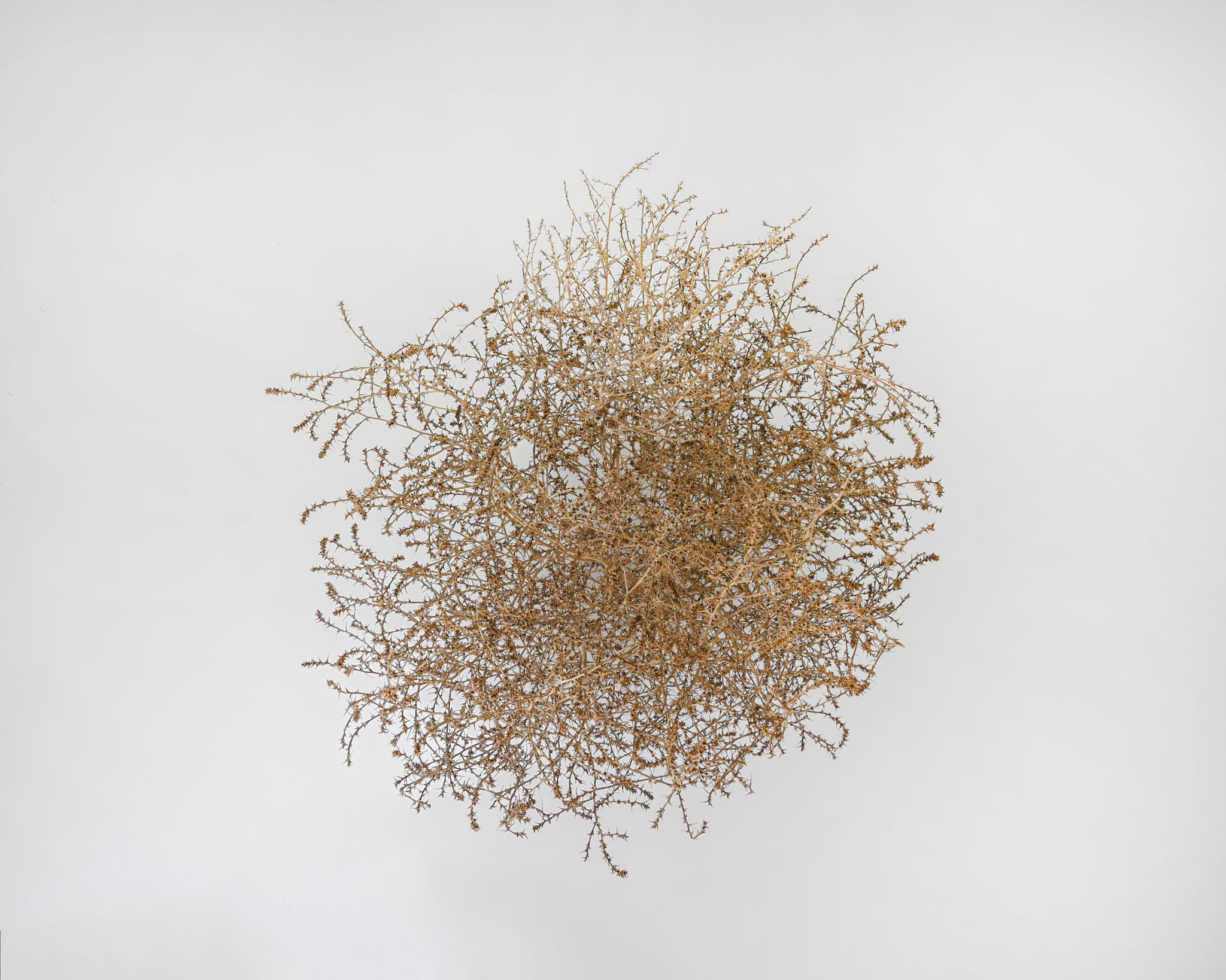 Gigantic Country Tumbleweed by DriedDecor - product image 2 for Resin Society