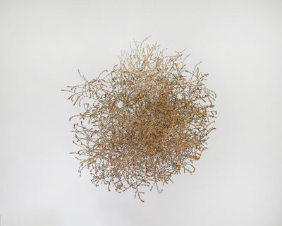 Gigantic Country Tumbleweed by DriedDecor - product image 2 for Resin Society