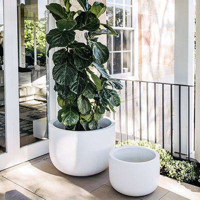 The Chop by The Balcony Garden US