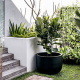 Compact green tree with broad leaves in a large matte black round planter next to wooden steps and lush green foliage against white walls in a bright garden corner.