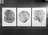 Three black-and-white woodcut prints of tree cross-sections with detailed growth rings, arranged side by side on a wooden floor.