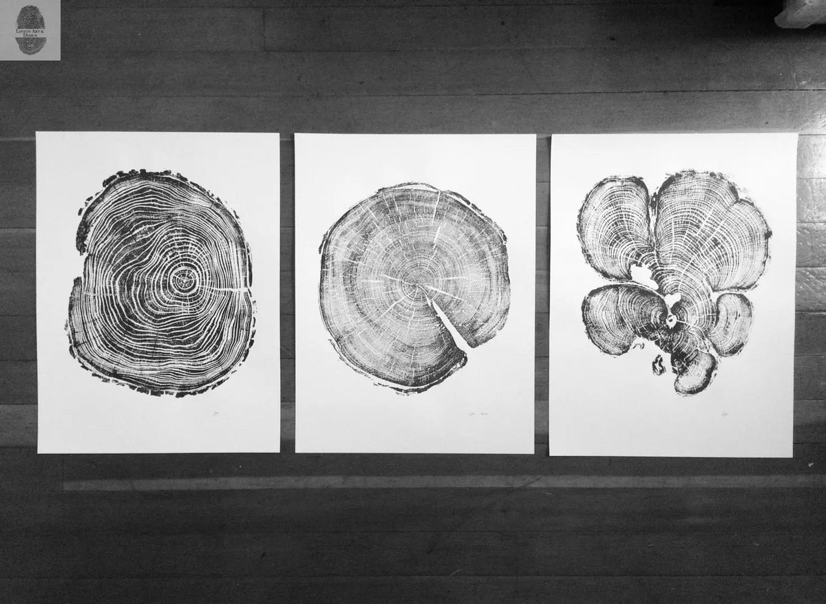 Three black-and-white woodcut prints of tree cross-sections with detailed growth rings, arranged side by side on a wooden floor.