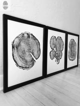 Three black-framed wall art panels each showing detailed black woodcut prints of tree cross sections on white backgrounds, arranged side by side on a floor.