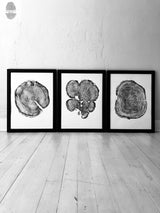 Three black and white framed woodcut prints of tree cross-sections with visible growth rings and irregular shapes, arranged side by side on a light wooden floor.