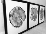 Three black and white woodcut prints of cross-section tree trunks with detailed growth rings, each framed in black and displayed side by side on a light wooden floor.