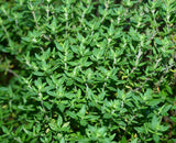 Dense cluster of small, bright green thyme herb leaves with slender stems in natural light, showing fresh, healthy growth.