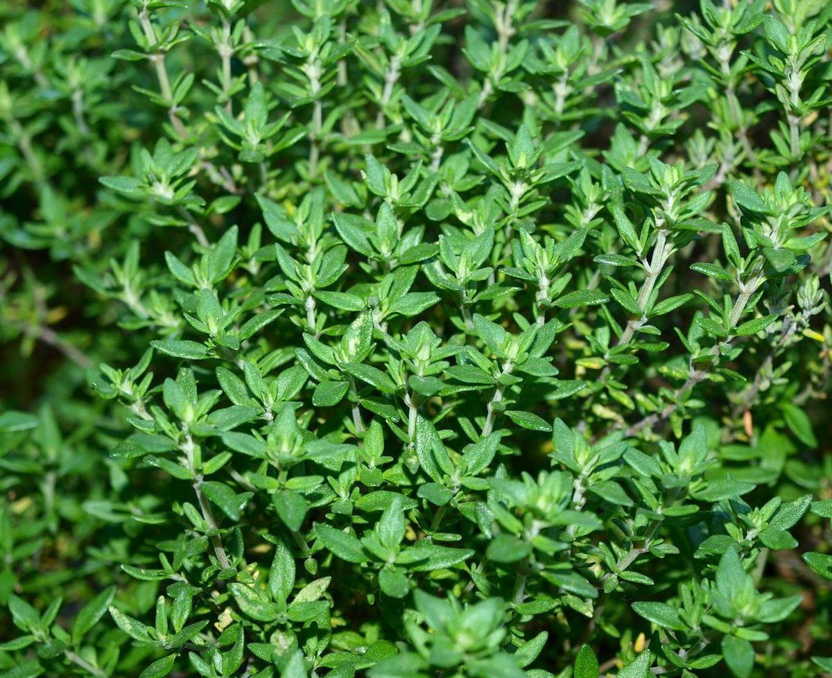 Dense cluster of small, bright green thyme herb leaves with slender stems in natural light, showing fresh, healthy growth.