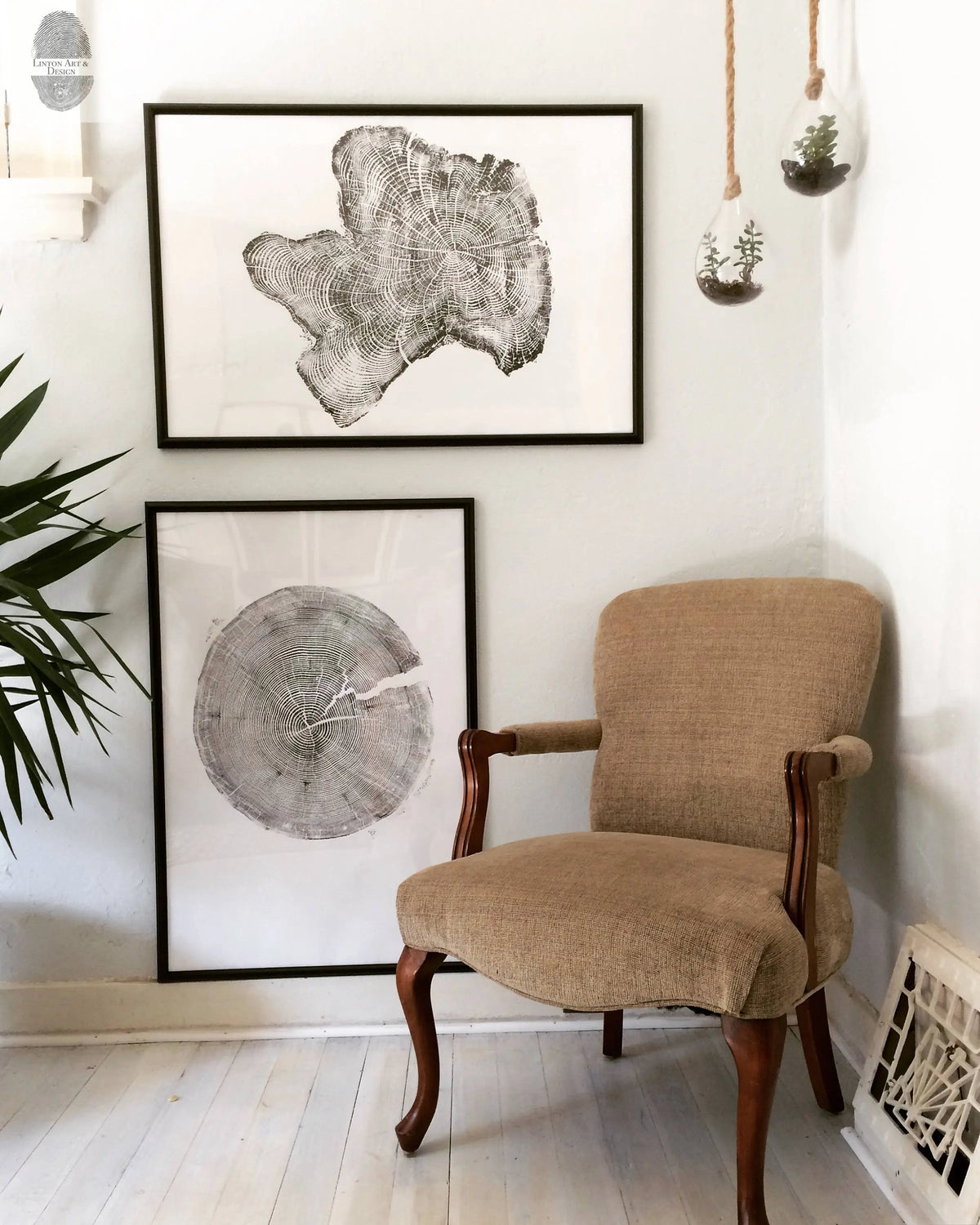 Two black-framed black and white prints of tree cross-sections displayed near a mid-century style beige upholstered wooden chair in a corner with hanging glass terrariums.