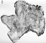 Black and white detailed print of a tree cross-section showing numerous annual growth rings and irregular edges representing driftwood from Tillamook, Oregon Coast.