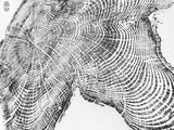 Black and white print of a tree cross-section showing detailed concentric growth rings and textured bark edges on a white background