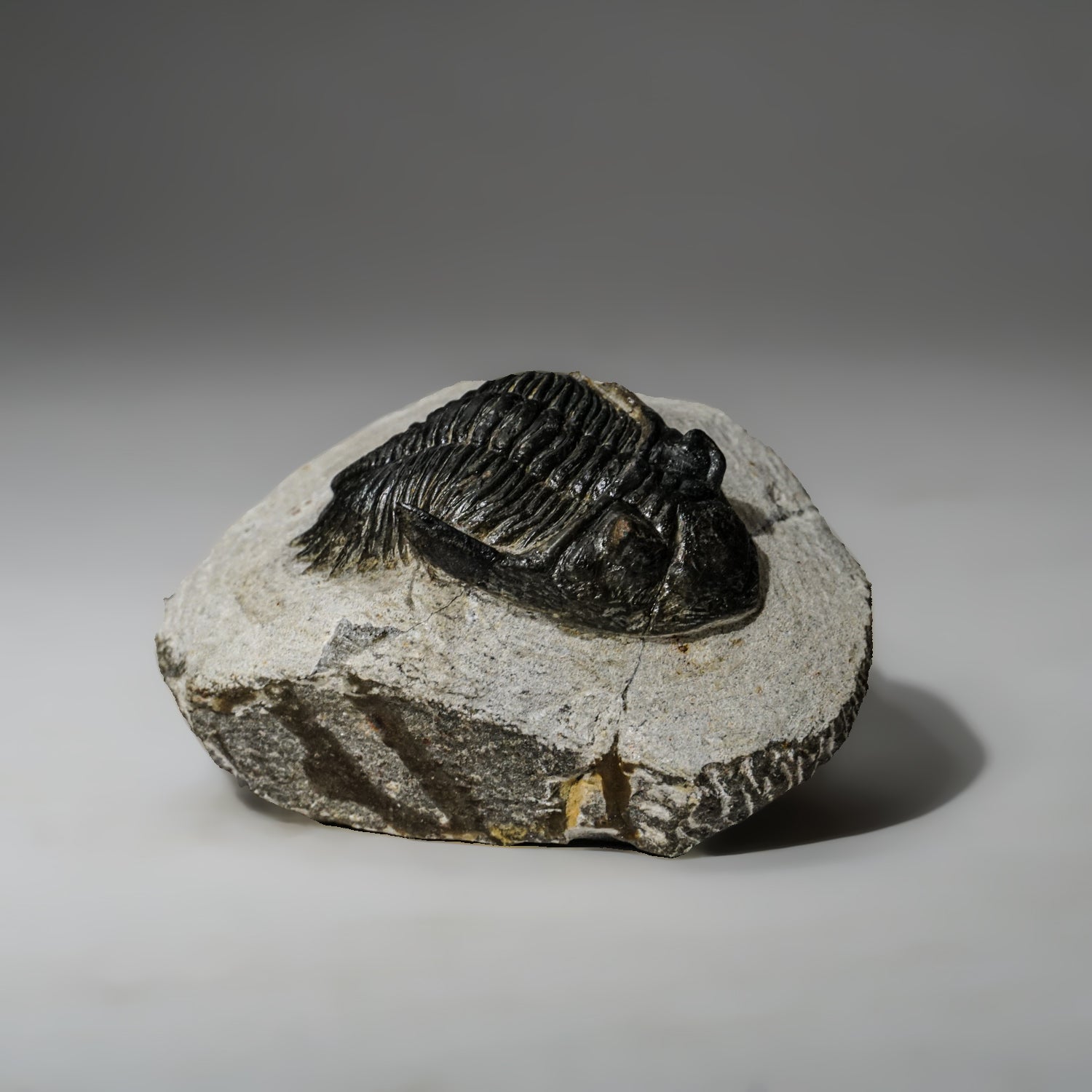 Genuine Asaphus intermedius Trilobite in Matrix from Morocco (273 grams) by Astro Gallery of Gems - main product image for Resin Society