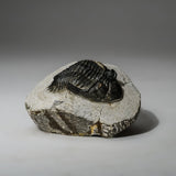Genuine Asaphus intermedius Trilobite in Matrix from Morocco (273 grams) by Astro Gallery of Gems - main product image for Resin Society