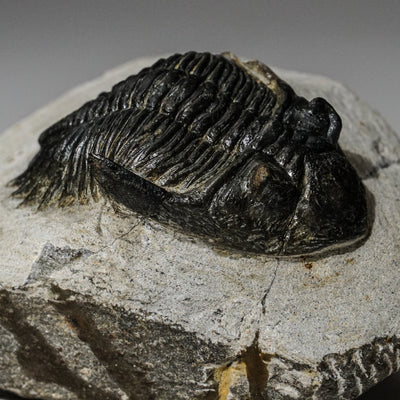Genuine Asaphus intermedius Trilobite in Matrix from Morocco (273 grams) by Astro Gallery of Gems - product image 3 for Resin Society
