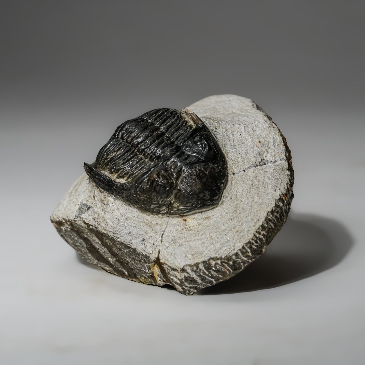Genuine Asaphus intermedius Trilobite in Matrix from Morocco (273 grams) by Astro Gallery of Gems - product image 4 for Resin Society