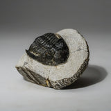 Genuine Asaphus intermedius Trilobite in Matrix from Morocco (273 grams) by Astro Gallery of Gems - product image 4 for Resin Society