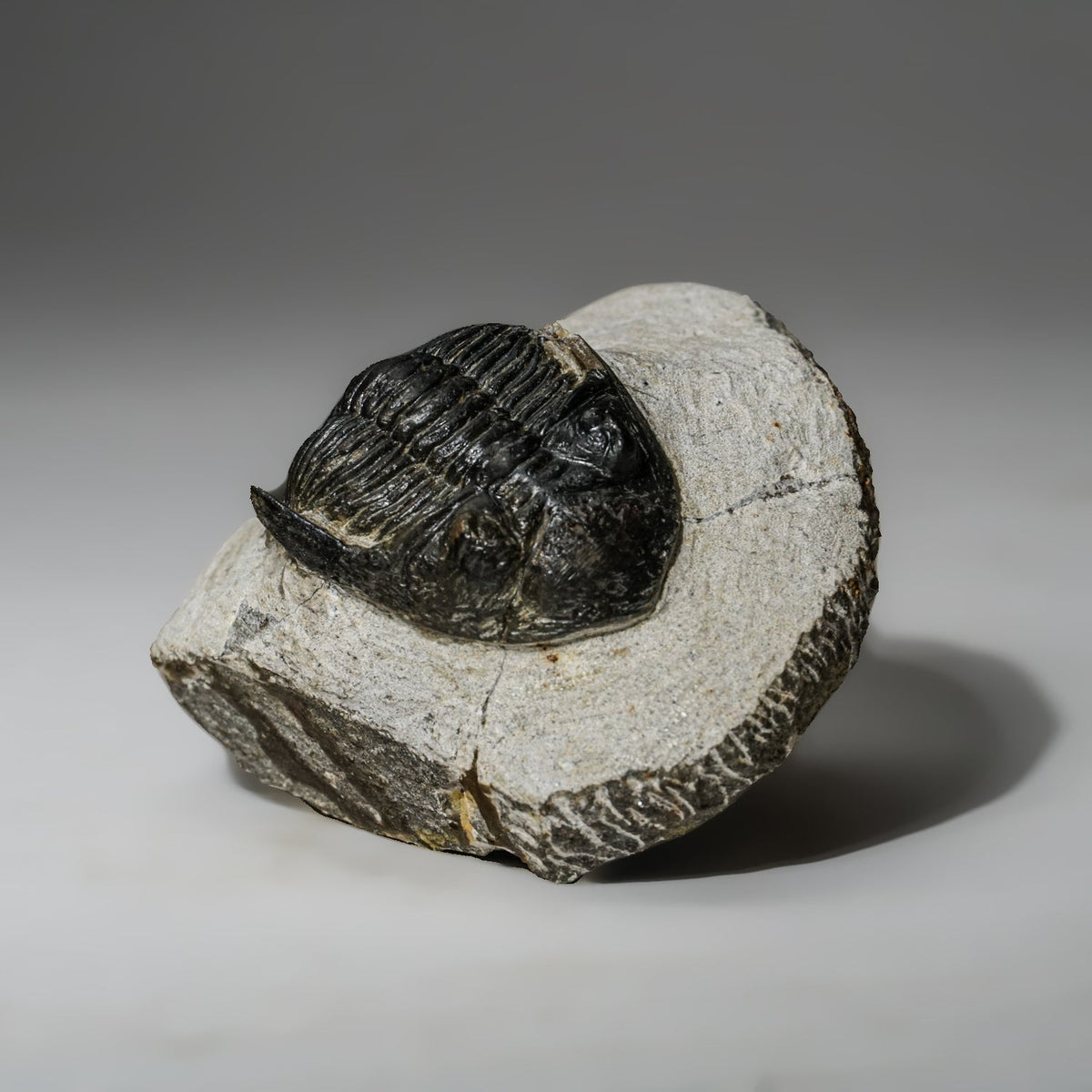 Genuine Asaphus intermedius Trilobite in Matrix from Morocco (273 grams) by Astro Gallery of Gems - product image 4 for Resin Society