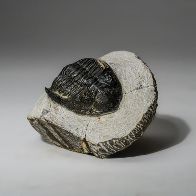 Genuine Asaphus intermedius Trilobite in Matrix from Morocco (273 grams) by Astro Gallery of Gems - product image 4 for Resin Society