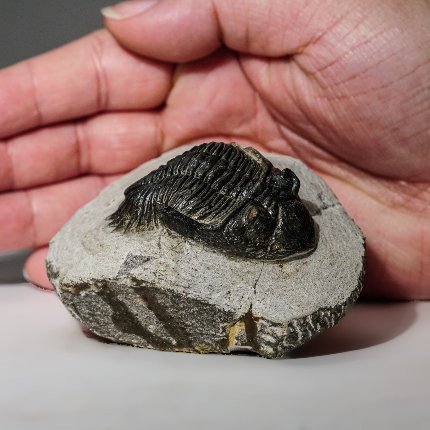 Genuine Asaphus intermedius Trilobite in Matrix from Morocco (273 grams) by Astro Gallery of Gems - product image 2 for Resin Society