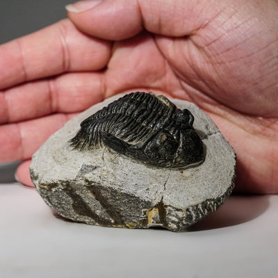 Genuine Asaphus intermedius Trilobite in Matrix from Morocco (273 grams) by Astro Gallery of Gems - product image 2 for Resin Society