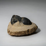 Genuine Asaphus intermedius Trilobite in Matrix from Morocco (315 grams) by Astro Gallery of Gems - main product image for Resin Society