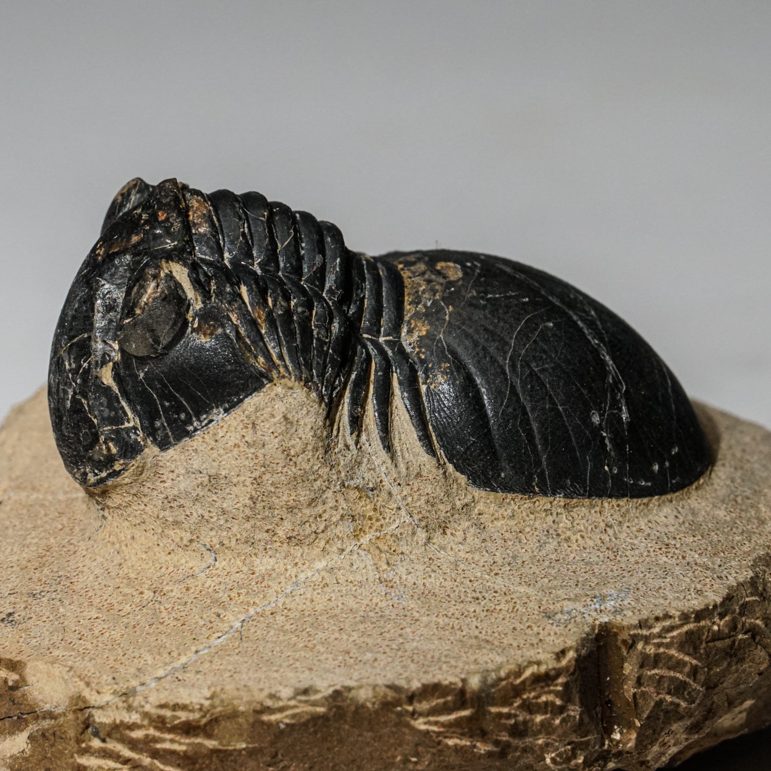 Genuine Asaphus intermedius Trilobite in Matrix from Morocco (315 grams) by Astro Gallery of Gems - product image 3 for Resin Society