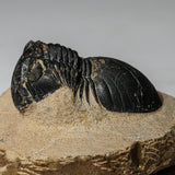 Genuine Asaphus intermedius Trilobite in Matrix from Morocco (315 grams) by Astro Gallery of Gems - product image 3 for Resin Society