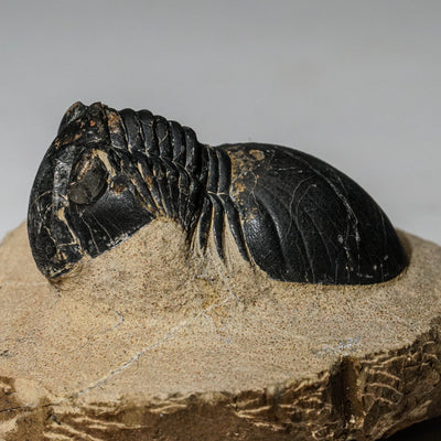Genuine Asaphus intermedius Trilobite in Matrix from Morocco (315 grams) by Astro Gallery of Gems - product image 3 for Resin Society
