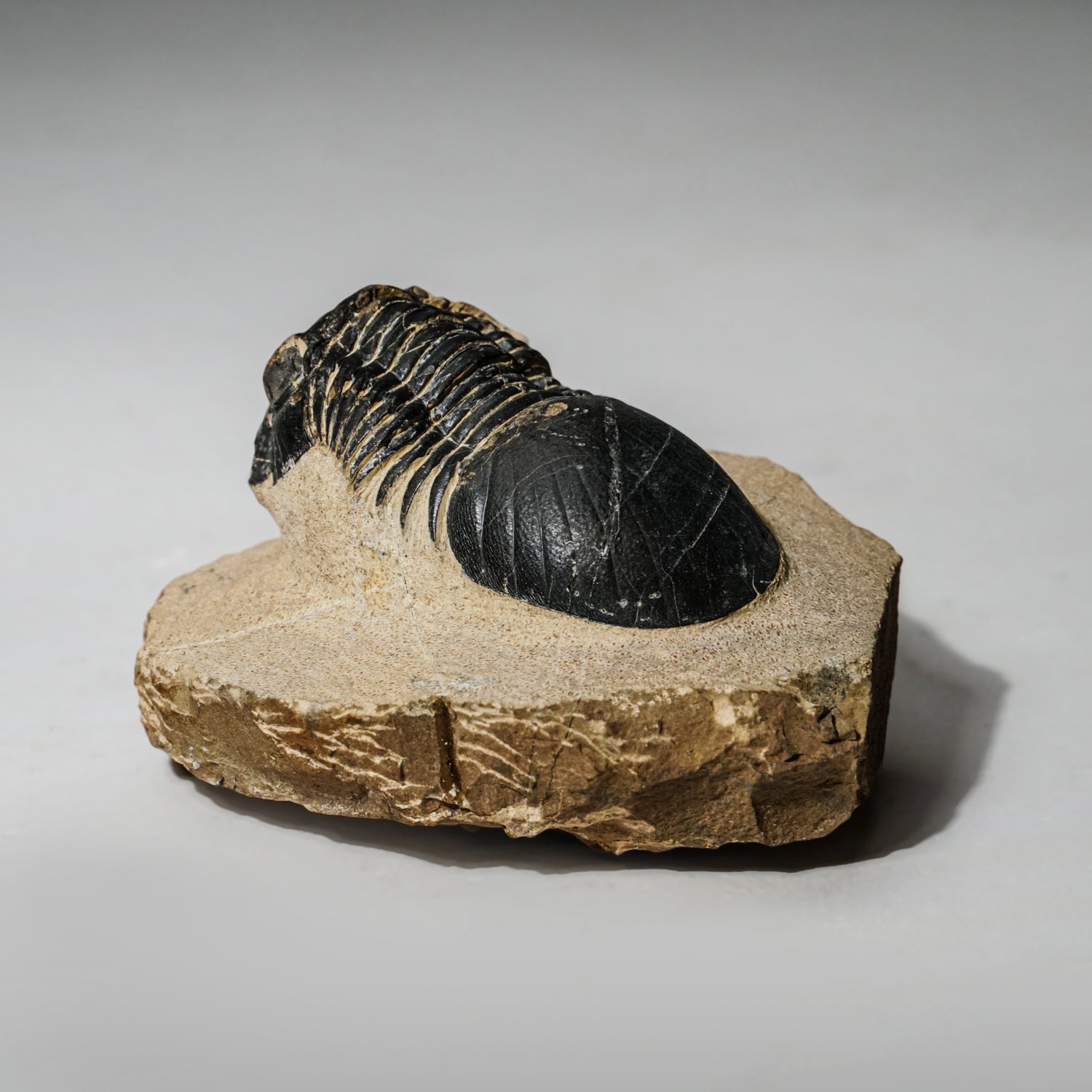Genuine Asaphus intermedius Trilobite in Matrix from Morocco (315 grams) by Astro Gallery of Gems - product image 4 for Resin Society