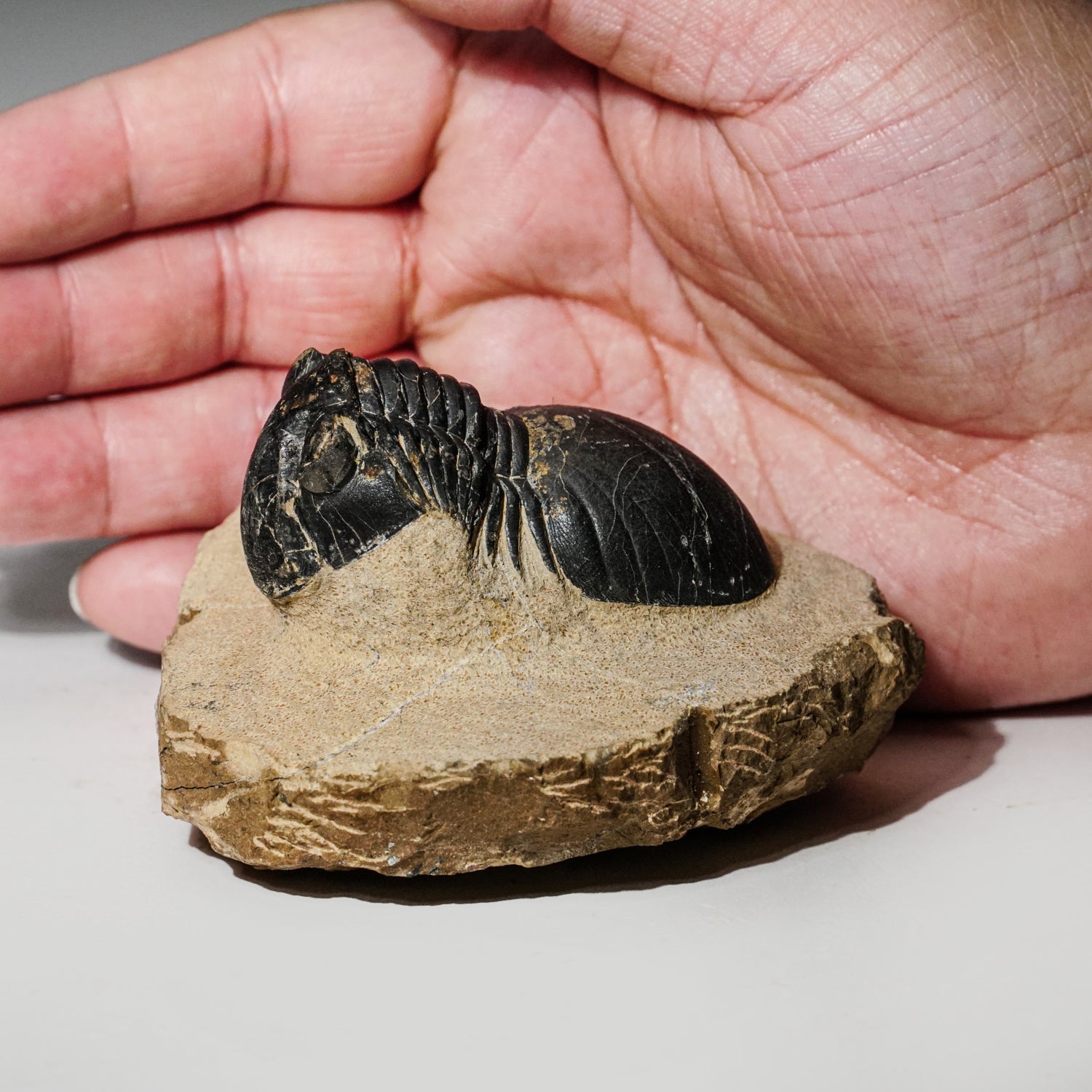 Genuine Asaphus intermedius Trilobite in Matrix from Morocco (315 grams) by Astro Gallery of Gems - product image 2 for Resin Society