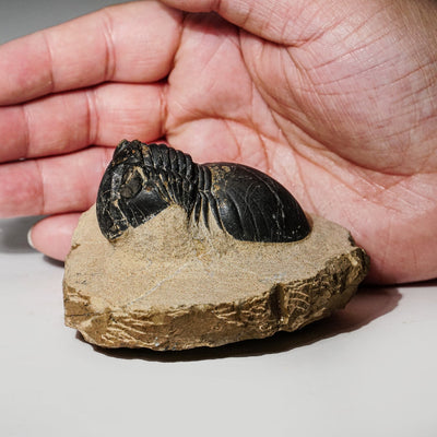 Genuine Asaphus intermedius Trilobite in Matrix from Morocco (315 grams) by Astro Gallery of Gems - product image 2 for Resin Society
