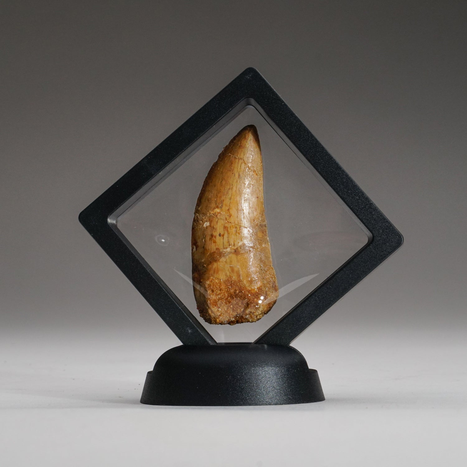 Genuine Carcharodontosaurus Tooth in Display Box (15.7 grams) by Astro Gallery of Gems - main product image for Resin Society