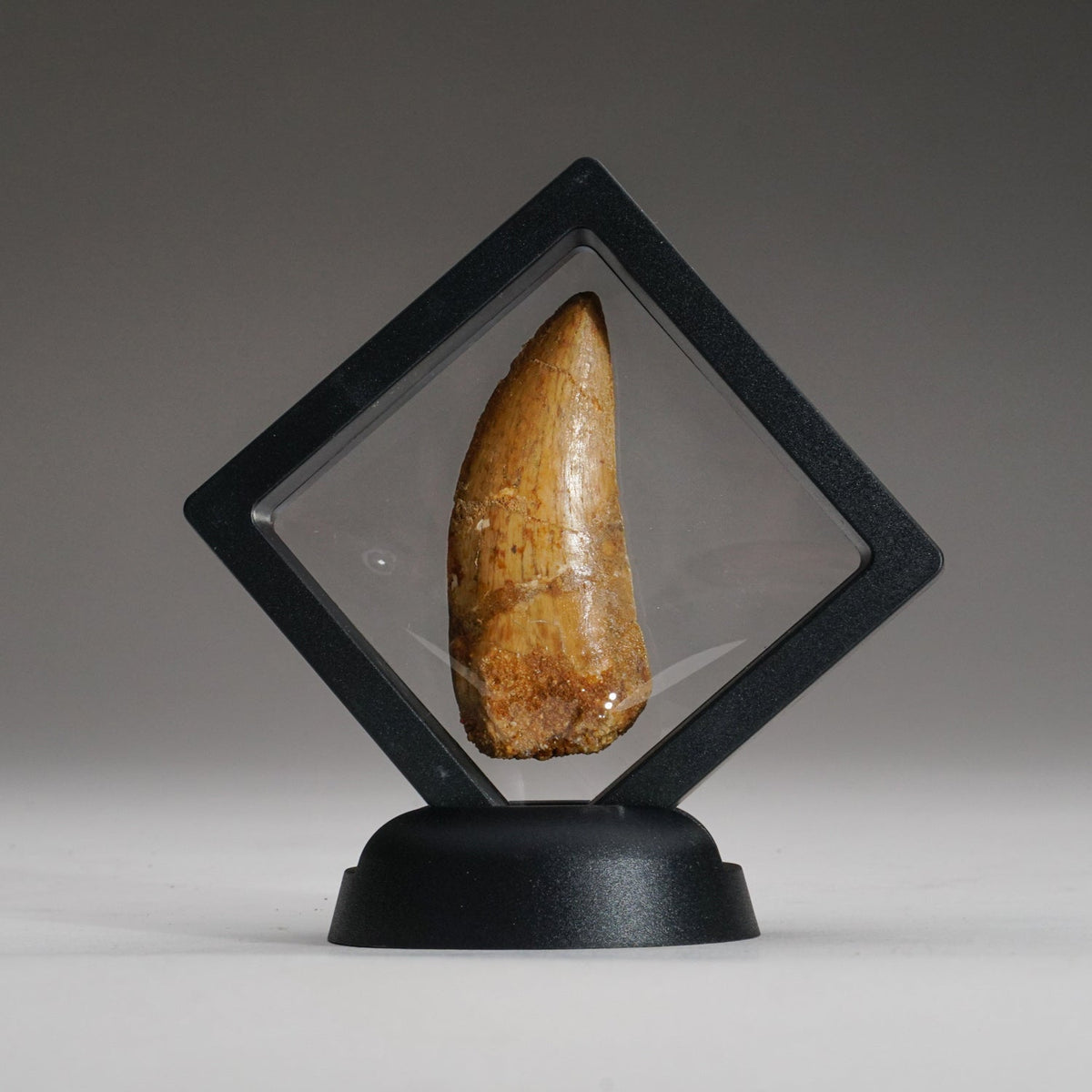 Genuine Carcharodontosaurus Tooth in Display Box (15.7 grams) by Astro Gallery of Gems - main product image for Resin Society