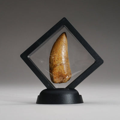 Genuine Carcharodontosaurus Tooth in Display Box (15.7 grams) by Astro Gallery of Gems - main product image for Resin Society