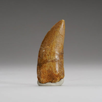Genuine Carcharodontosaurus Tooth in Display Box (15.7 grams) by Astro Gallery of Gems - product image 2 for Resin Society