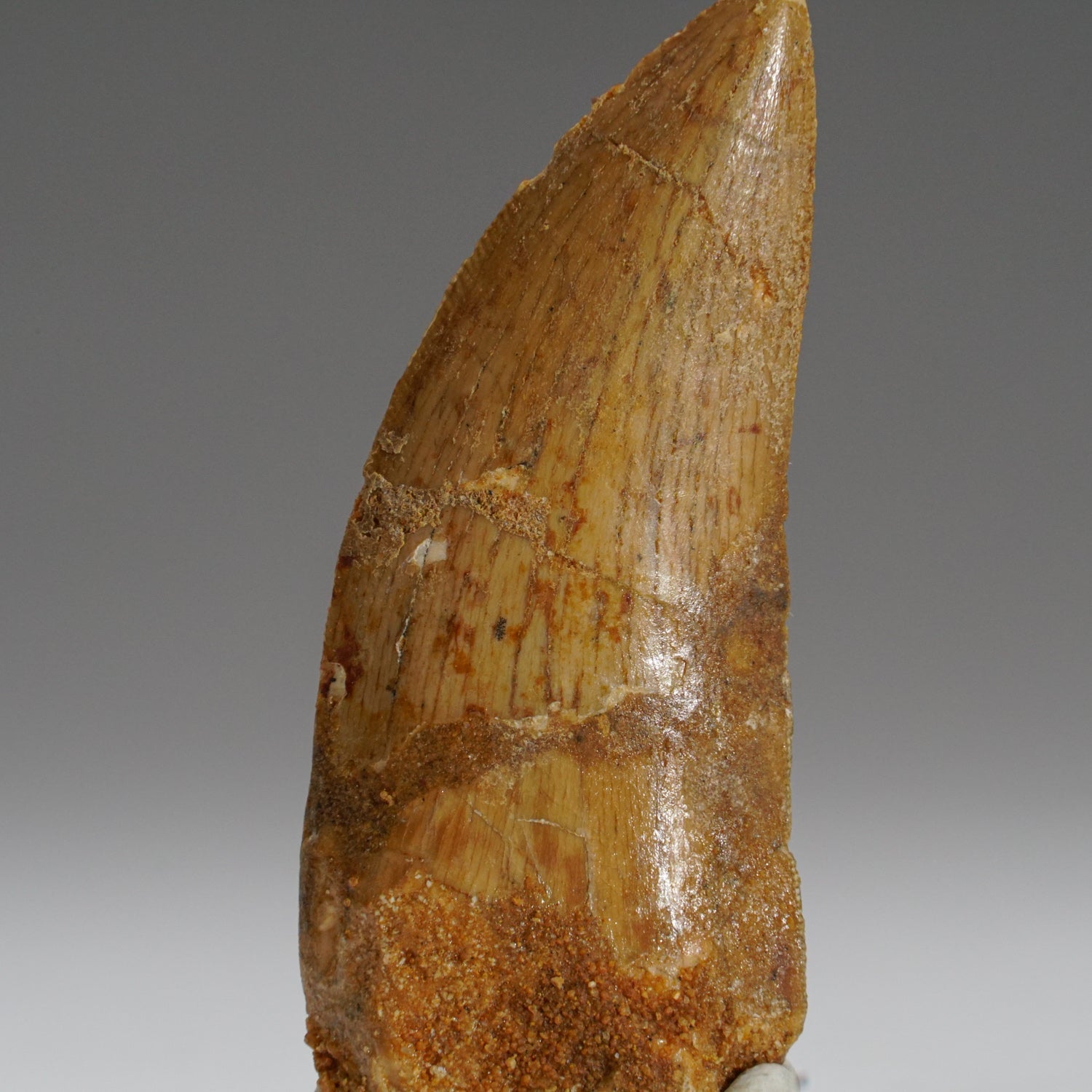 Genuine Carcharodontosaurus Tooth in Display Box (15.7 grams) by Astro Gallery of Gems - product image 3 for Resin Society